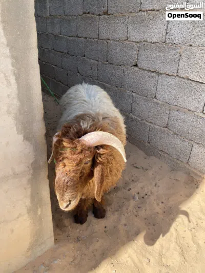 خروف للبيع 2