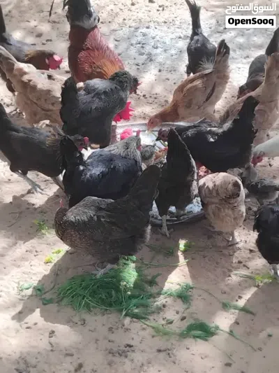 دجاج عربي للبيع اكثر من عشرين دجاجة 2