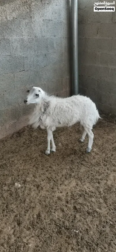 كبش يمني أصل نوع شوير 4