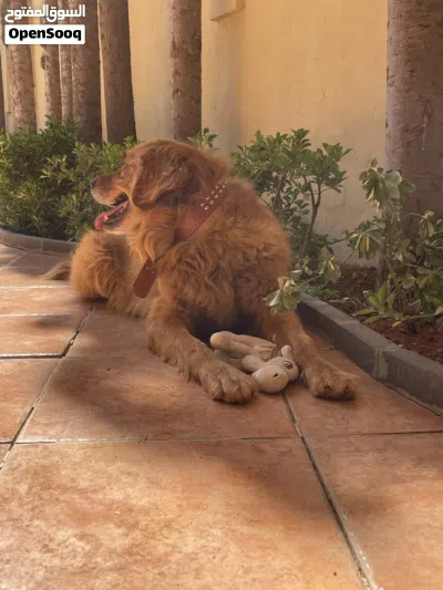 GOLDEN RETRIEVER FOR SALE 3