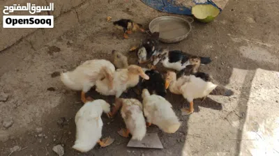 بش مصري بحت 3
