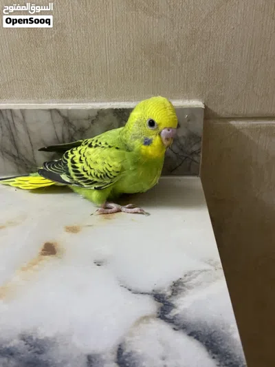 فرخ بادجي العمر شهر 4