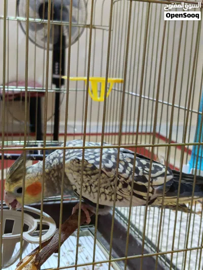فرخ كوكتيل 4 شهور نص اليف 3