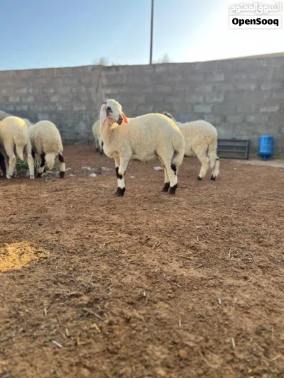 25 راس فيهن فطيمه 2