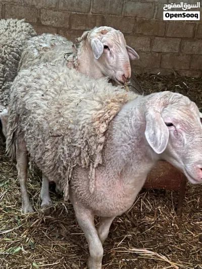 ماشاء الله فحول عساف 2