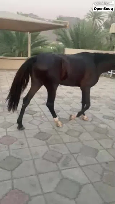للبيع حصان العمر سنه و8شهور 2