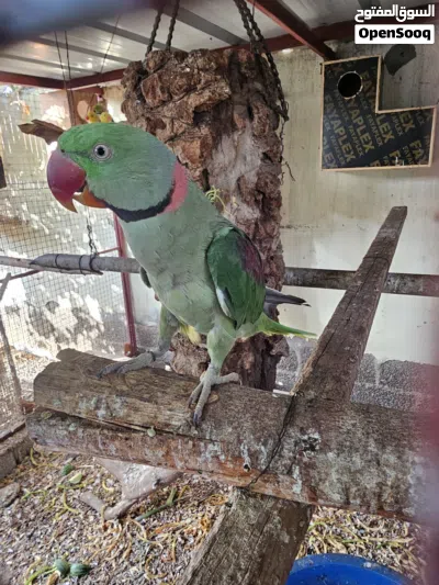 نيبالي للبيع زوج منتج غير مخصب اليف بس ما يصعد على اليد الصحة ممتازه 3