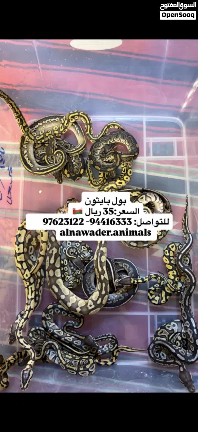 افاعي بول بايثون-كنج سنيك 2