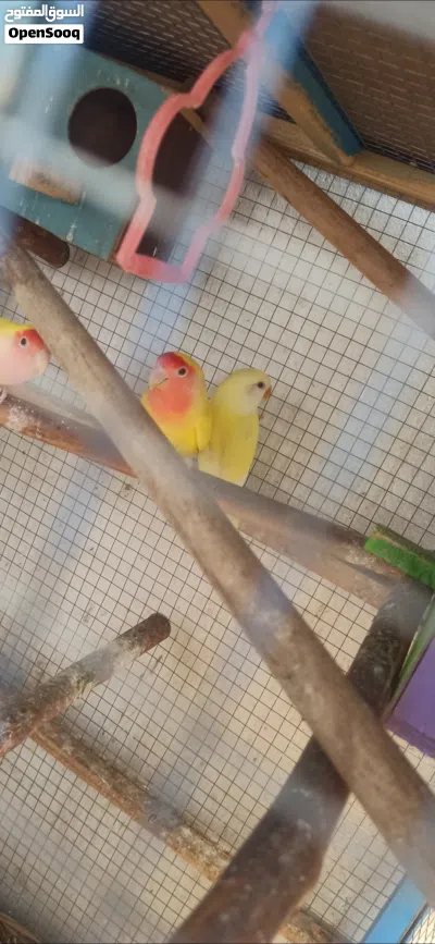 3 طيور روز للبيع مع قفص كبير 85×60 2
