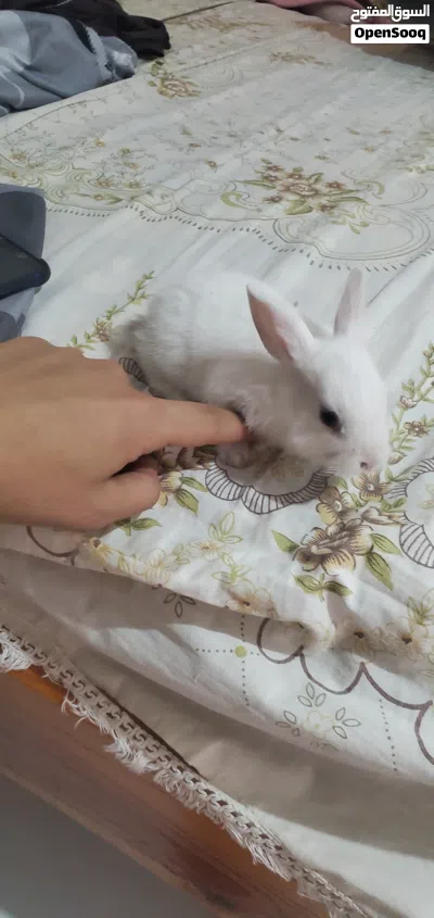 أرانب صغار عُمر شهرين للبيع 3
