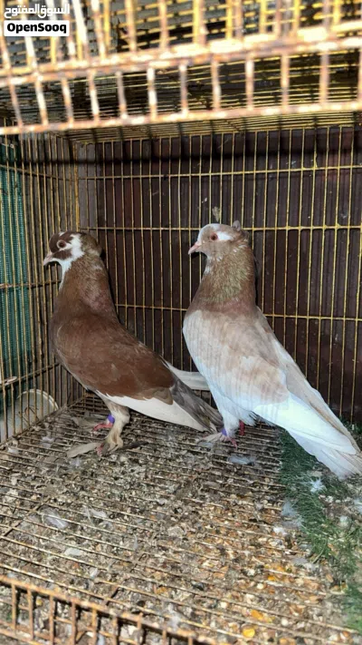 حمام زينه وعاديات 4