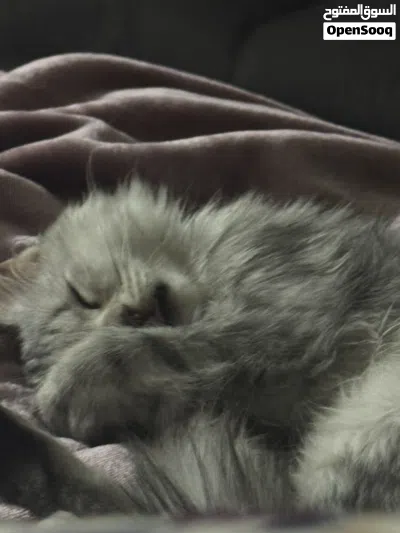 playful kitten for adoption! looking for forever home قطه لعوبه للتبني 4