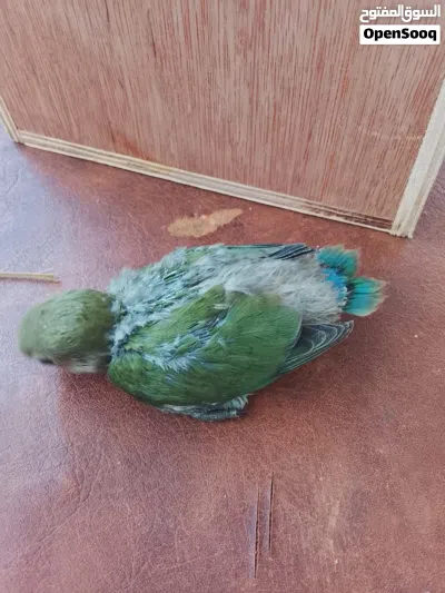 للبيع 4 فراخ روز صغيرة 4