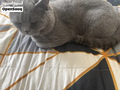 British short hair cat for sale قط للبيع 3