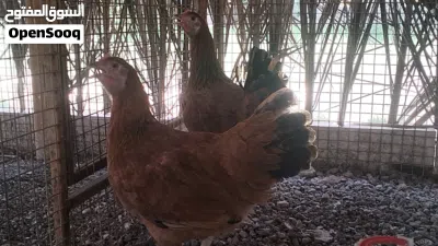 طقم دجاج فرنسي بيور بعمر عشر شهور جاهز 4