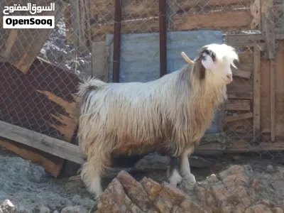 تيس رقش بهص 3