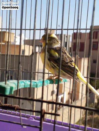انثى كناري للبيع 3