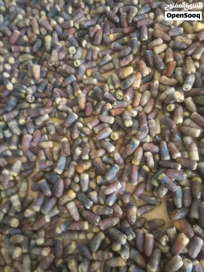 تمر نغال (جريجرو) محقب انتاج السنه 4
