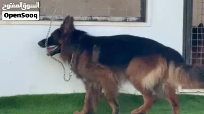 دكر جيرمين شيبرد كيف واصل من تونس 3
