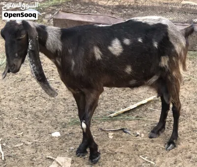 نعاج و معيز 2