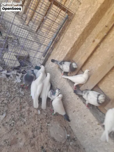 حمام زواجل للبيع حلوات نضيفات قويات كلشي ما بيهن 2