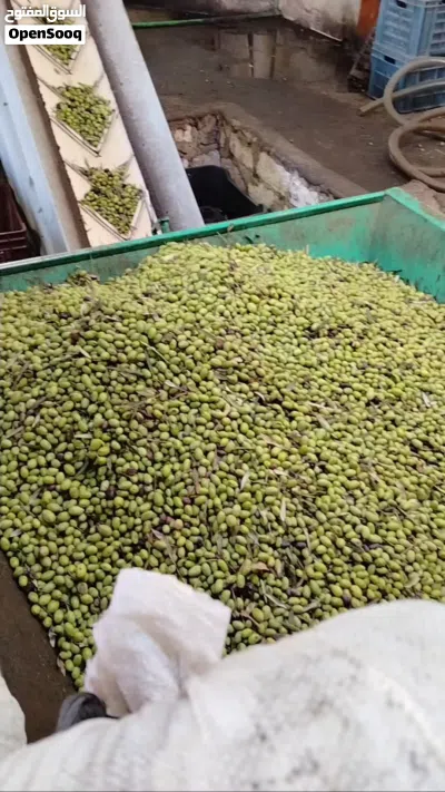 زيت زيتون المثلث الأخضر - جودة طبيعية من قلب شمال سيناء! نقدم زيت زيتون بكر ممتاز، دقة زعتر أصيلة 3
