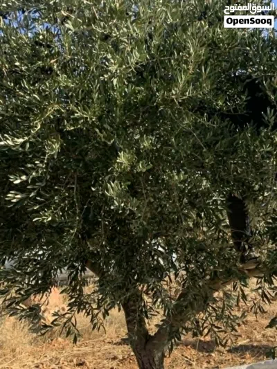 فرصة استثمارية مميزة لامتلاك أرض زراعية في موقع استراتيجي وطبيعة خلابة 2