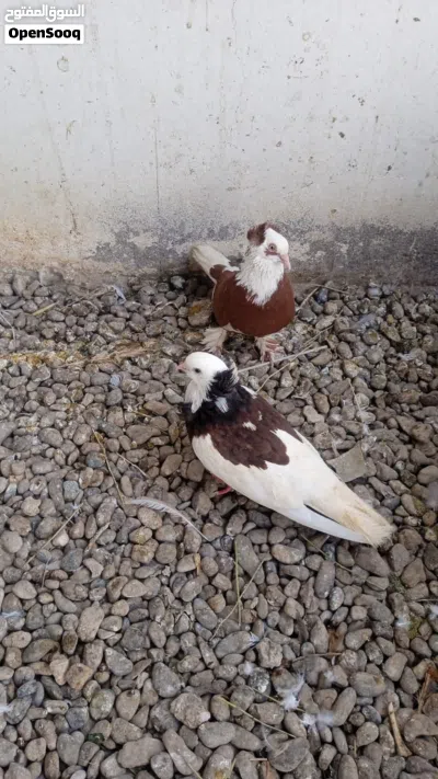 طيور زينه لببيع انواع 3