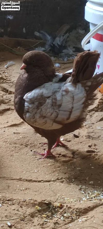 انثي ميني للبيع 4