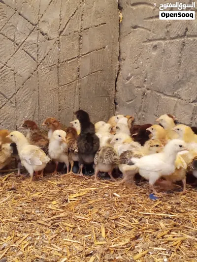 كتكوت لاقوة الا بالله 3