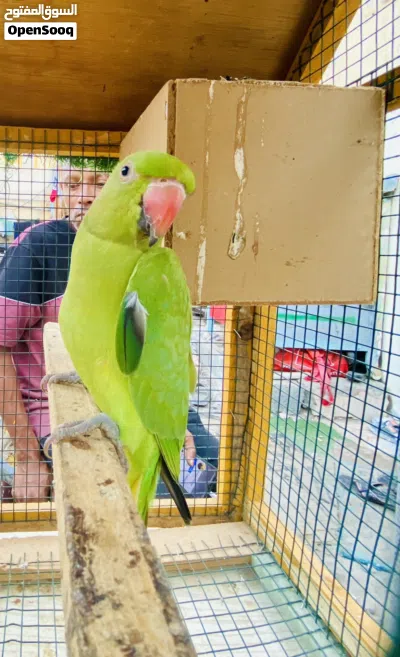 Indian Ringneck parrot 2