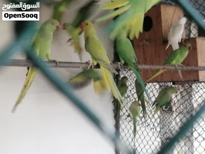 بغبغا الدره 4
