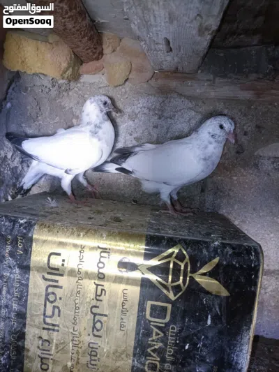 متاااح جوزين فراخ صحة ونظافة 2