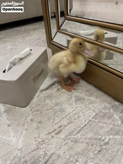 2 weeks old duck 2