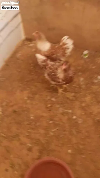 ون دوت للبيع 3