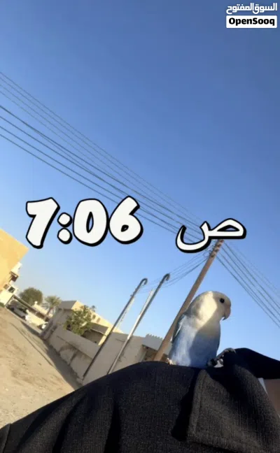 زوج روز منتج للبيع أليف اقراء الوصف ضروري 4