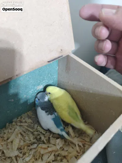 ذكر حب مع فرخين للبيع 2