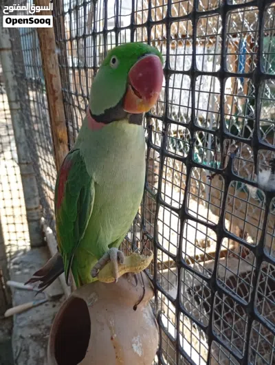 بيع ببغاء نبالي. اليف 2