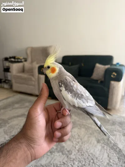 كوكتيل وايت فيس سينمون 4