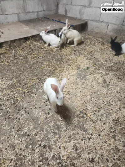 أرنب للبيع 3