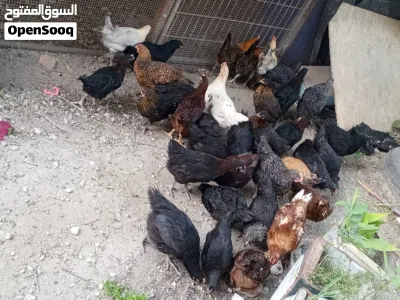 اقرأ المزيد 3