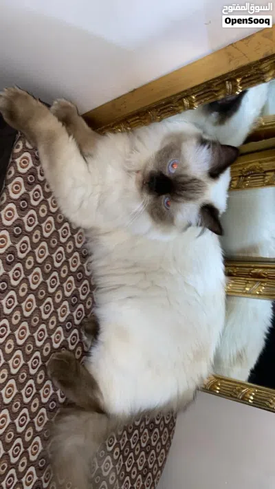 قطه هملايا شوكلت بيور انثى 4