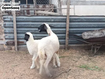 نعجه تنيه والده خروف 4