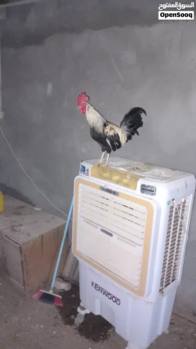 دجاج كويتي اصلي شوكيات 2