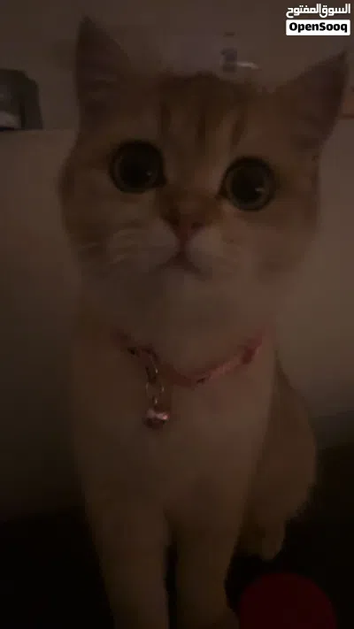 للبيع نثيه ny12 عمرها ثلاث شهور نظيفه مافيها اي شي لعوبه 4