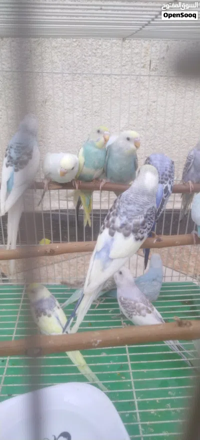 طيور حب مخاليف خشنات حلوات تبزير عراقي 3