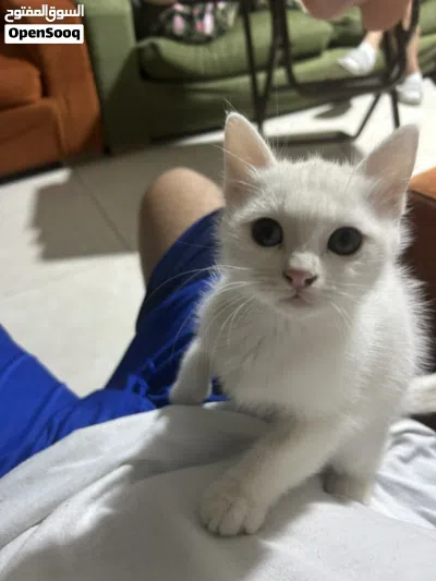 ثلاث بسس شوف اللي يعجبك، مكس Turkish angora + Scottish fold 3