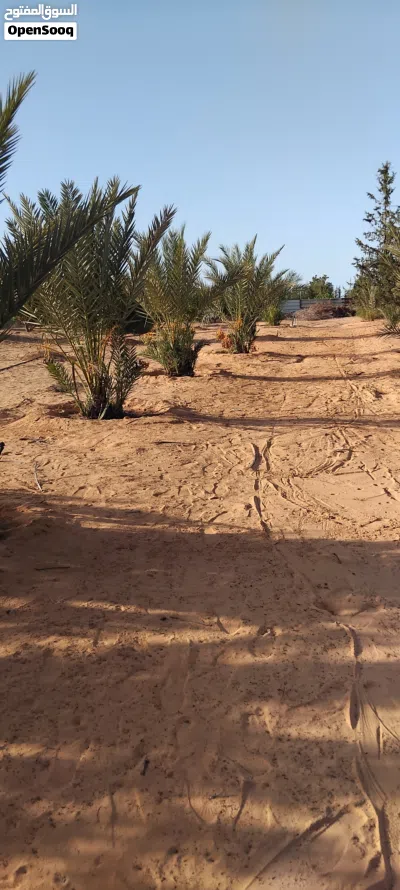 ارض في موقع ممتاز 4