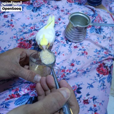 فرخ كوكتيل انتاجي متعلم على الزق 2