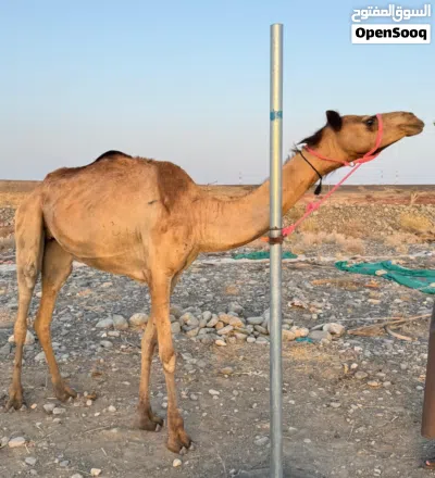ناقة إنتاج أصيل 3